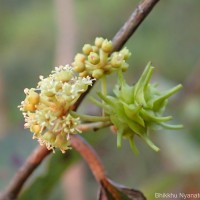Combretum latifolium Blume